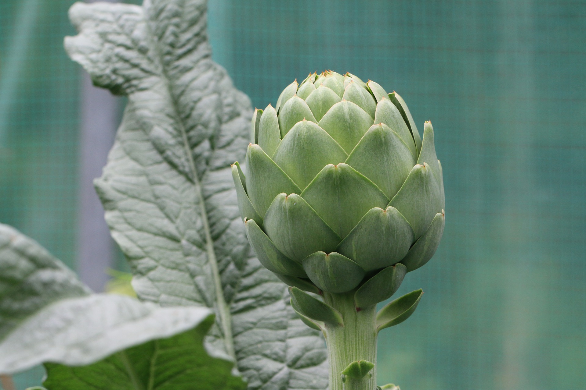 easy-stuffed-artichokes-italian-style-how-to-clean-artichokes