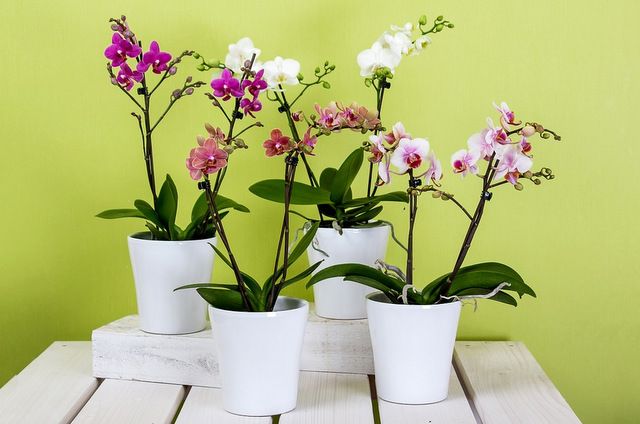 Care of Orchids- Basic care guide