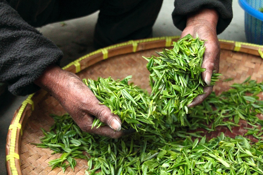 Green Tea and Green Tea Extract