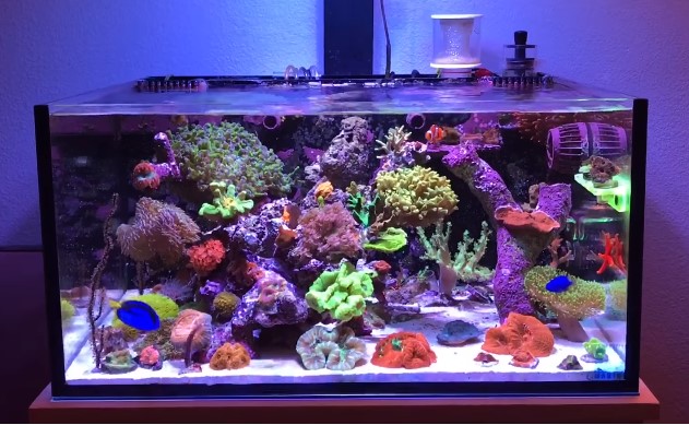 Nano Reef
