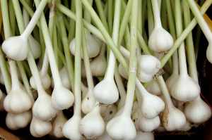 Garlic Benefits for Womens