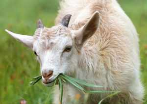 goat vs sheep