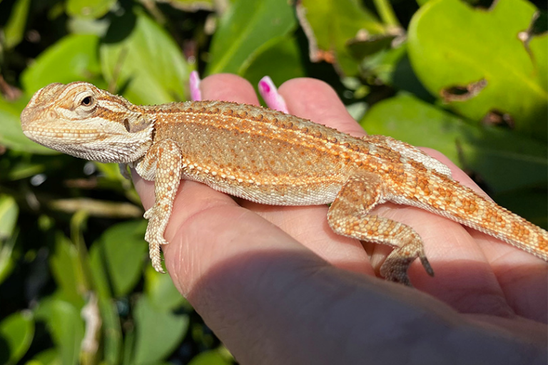 Pet Lizards for Beginners ZOMG! Candy