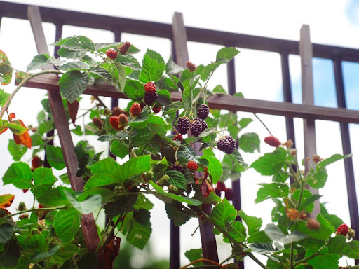 Berries To Grow