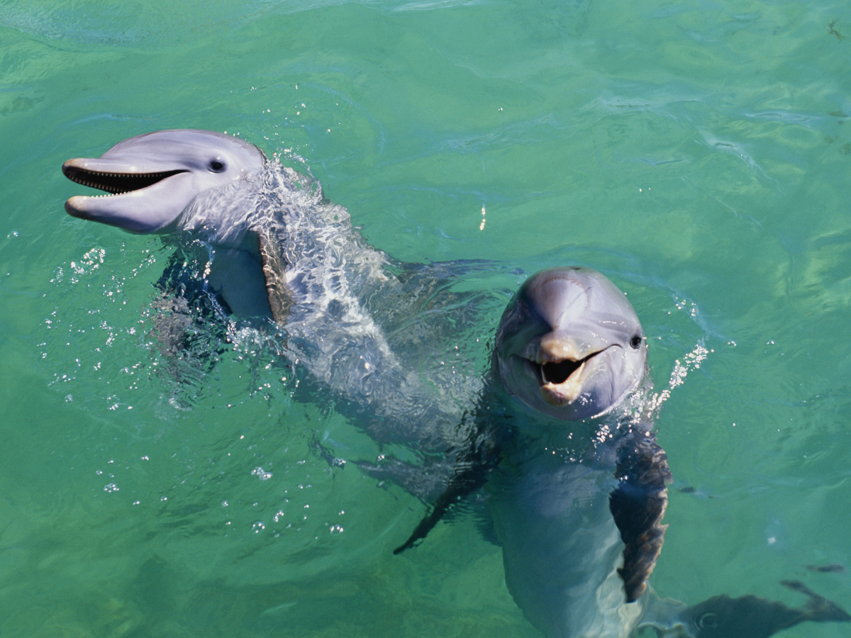 5-interesting-facts-about-bottlenose-dolphins