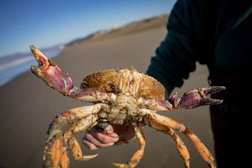 Health Benefits Of Eating King Crab