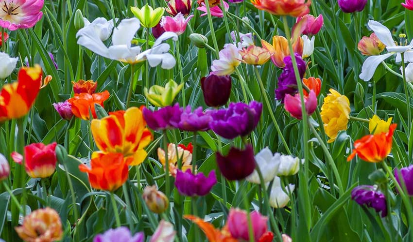 seasonal flowers