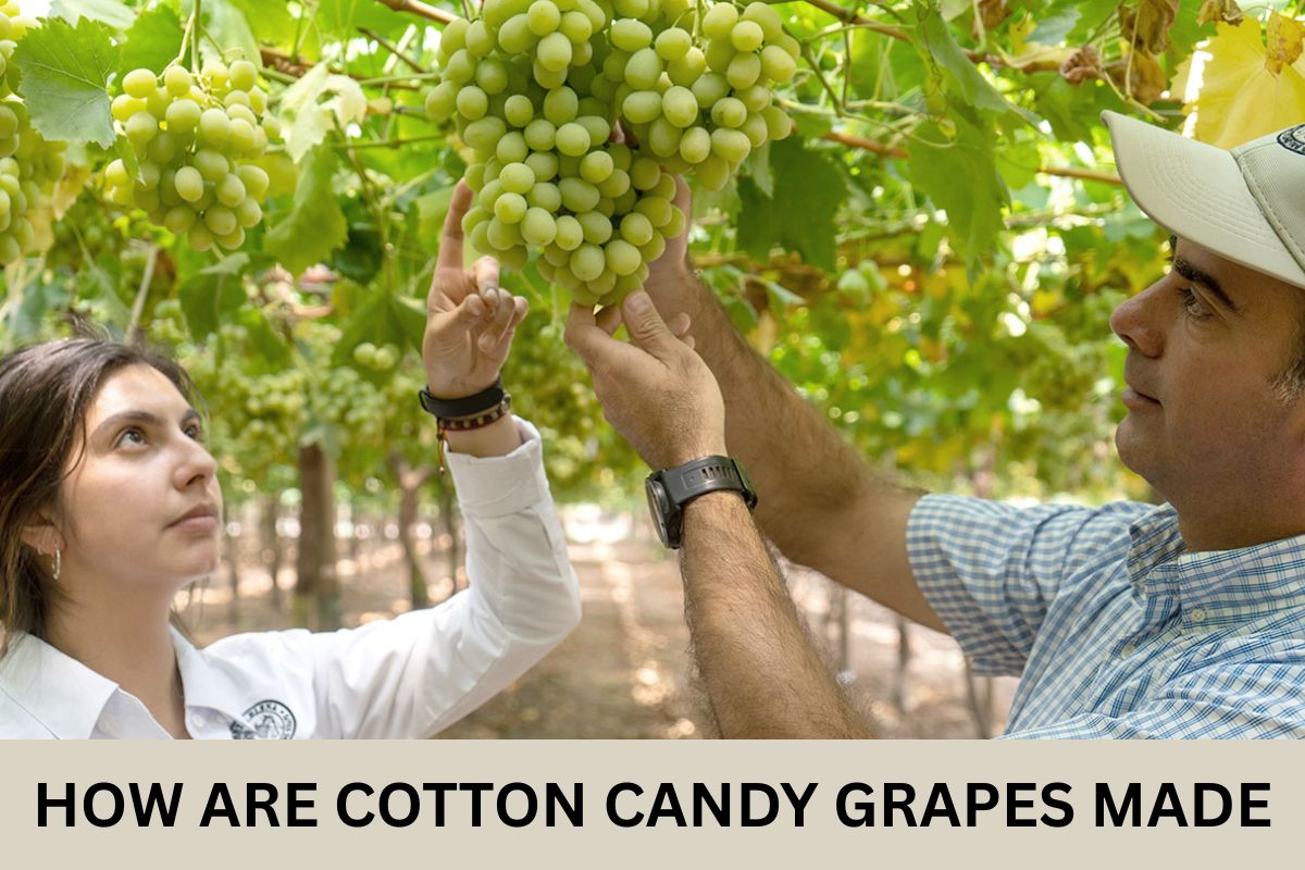 How Are Cotton Candy Grapes Made